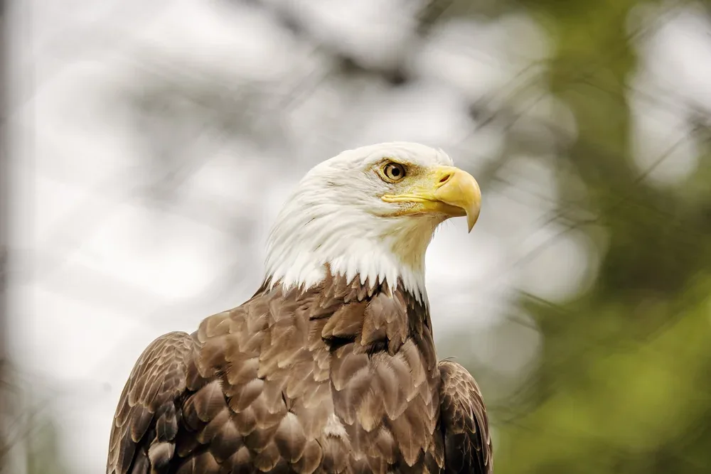Bald eagle perched against a soft, wooded background