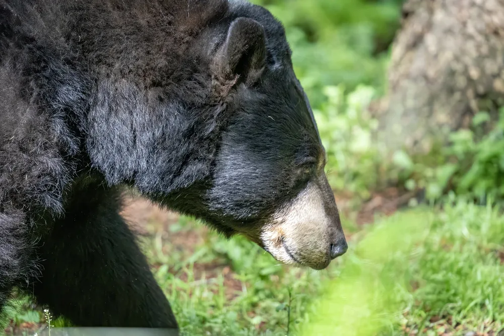 Close-up side profile of a black bear against foliage
