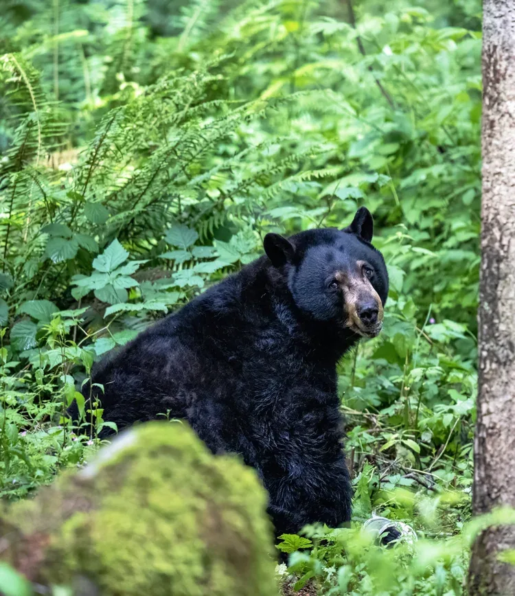 Black bear sitting among green forest ferns