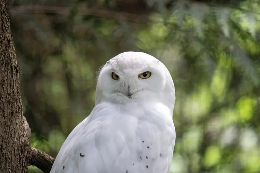 White snowy owl perched in green woodland