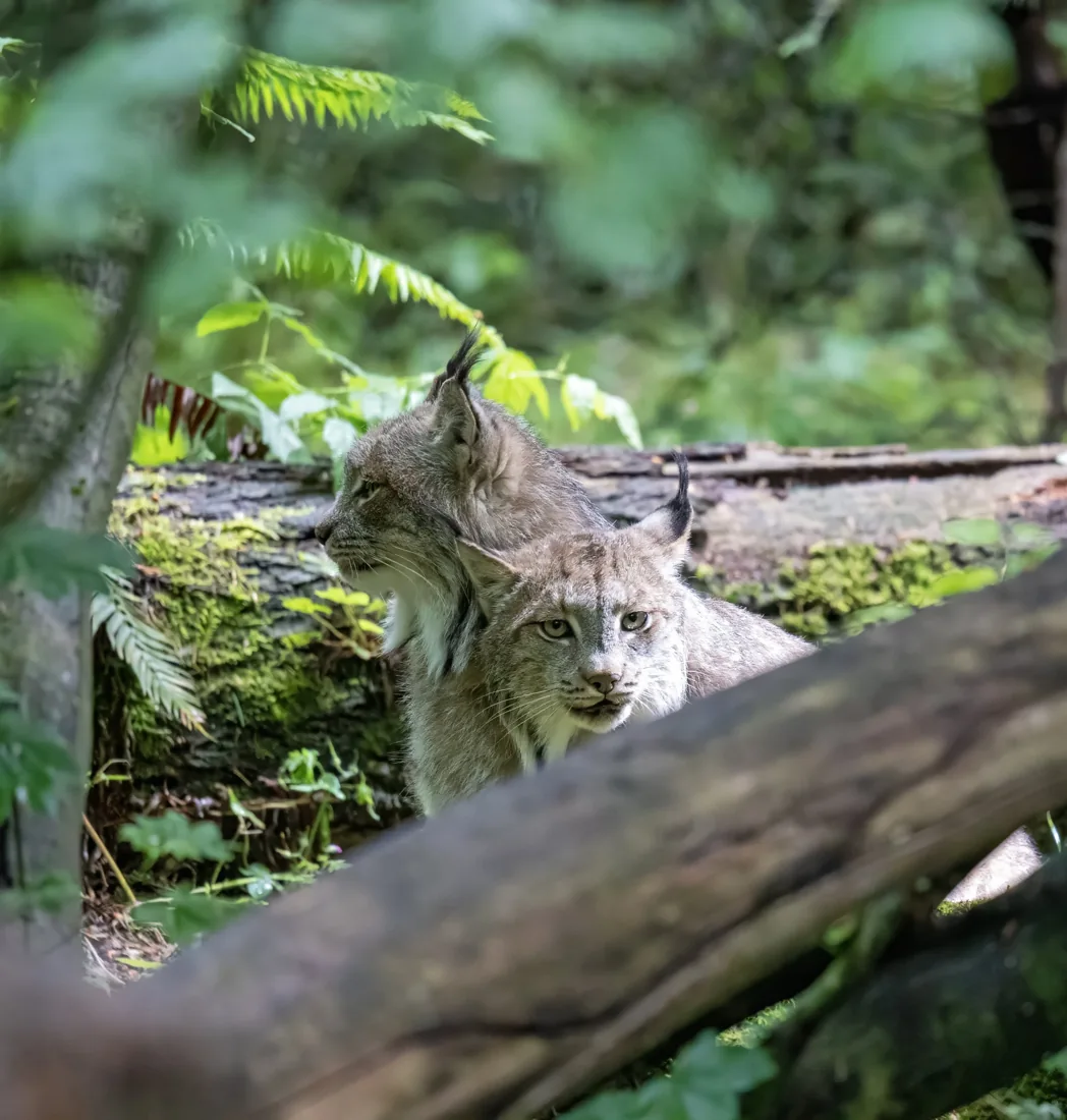 Bobcat partly concealed by branches and foliage