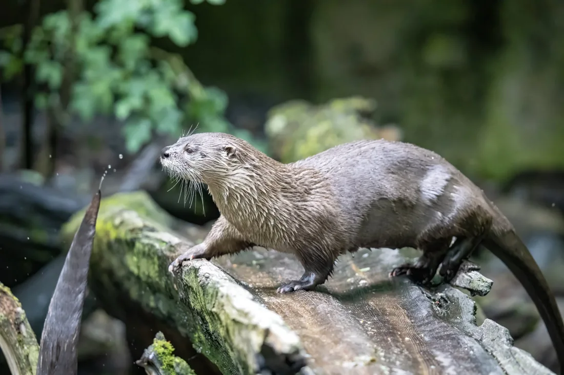 River otter walking across a fallen tree trunk