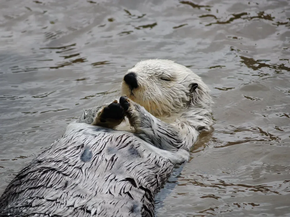 Sea otter floating on its back in the water
