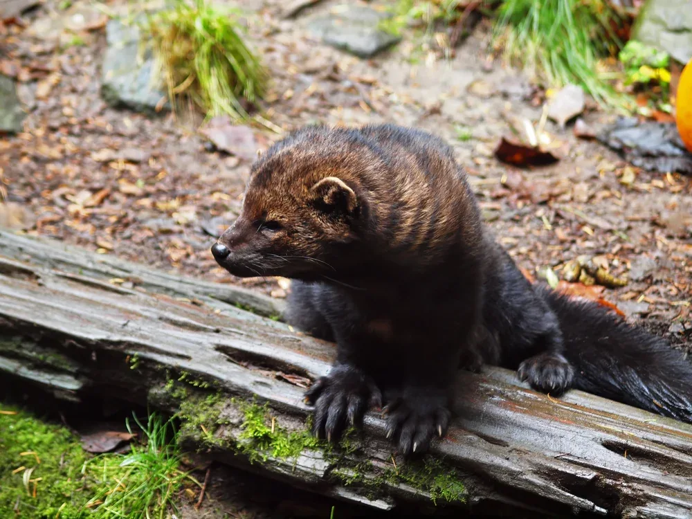 Dark-furred wild mammal crossing a fallen log