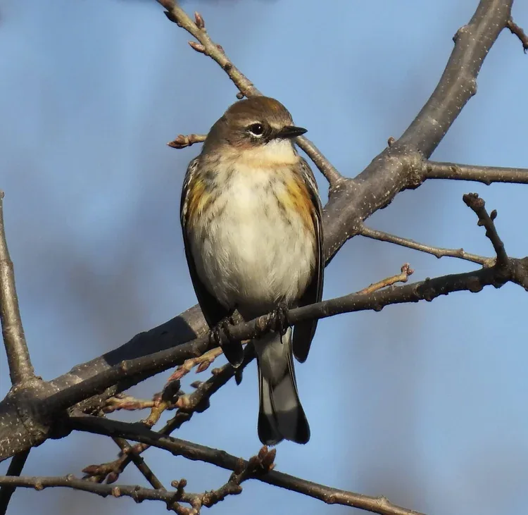 Small brown songbird perched on a bare branch