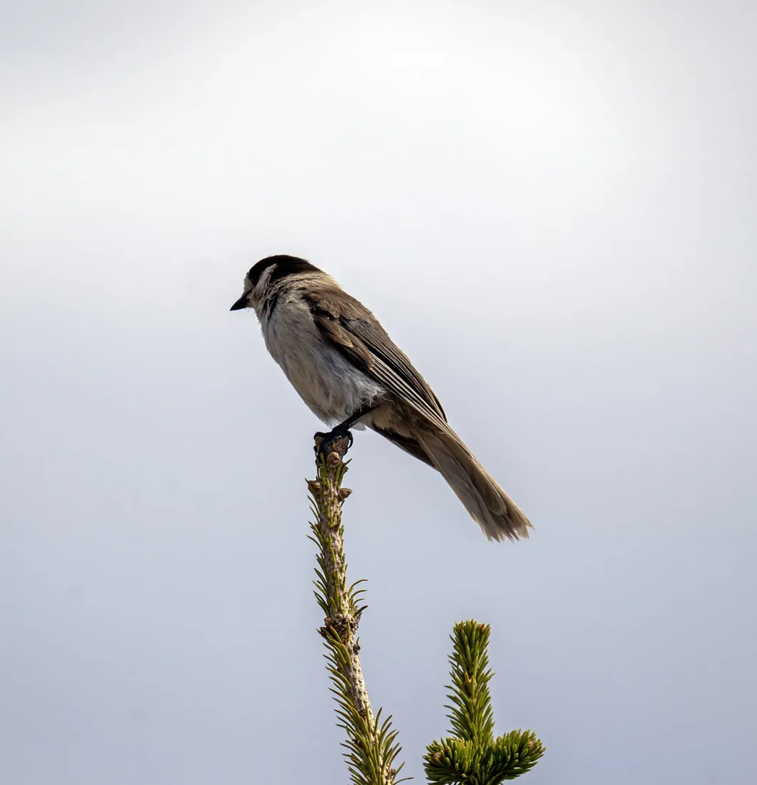 A small bird perched on top of a branch of a pine tree, with a gray overcast sky in the background.