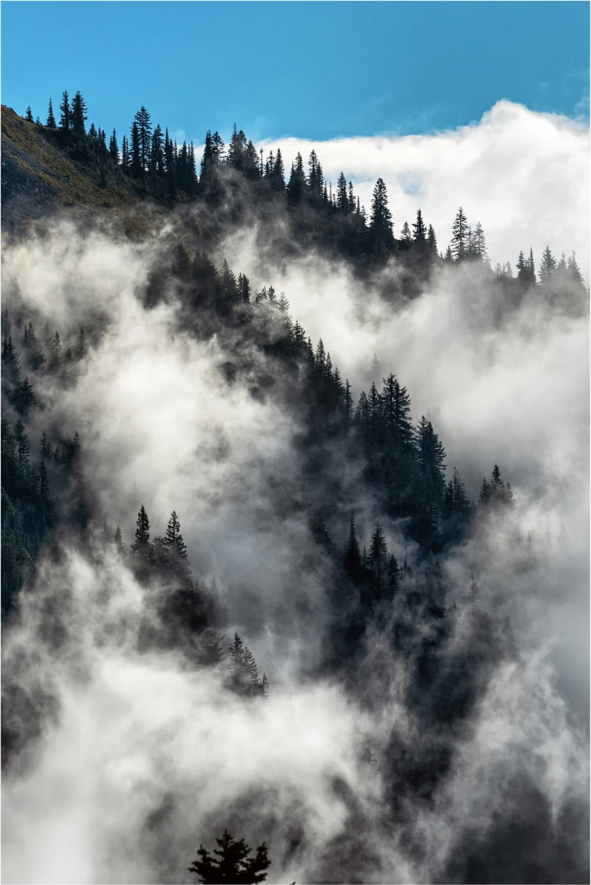 Fog rising through an evergreen forest on a mountainside